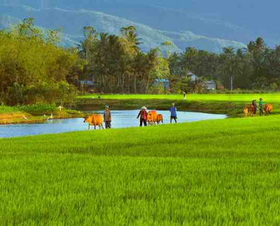 Countryside Biking Safaris