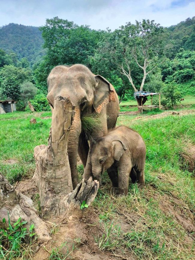 Elephant in National Park