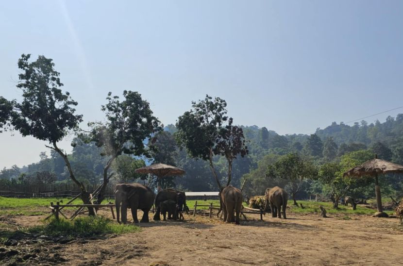 Elephant Sanctuary Chiang Mai