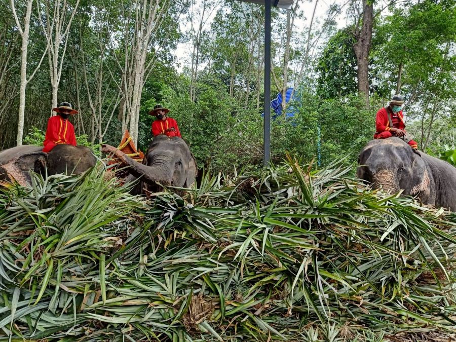 Elephants in Thailand