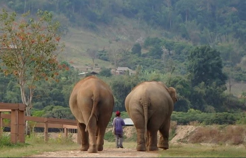 Mae Rim Elephant Home