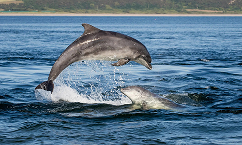 Dolphins put in a surprise appearance off central coast